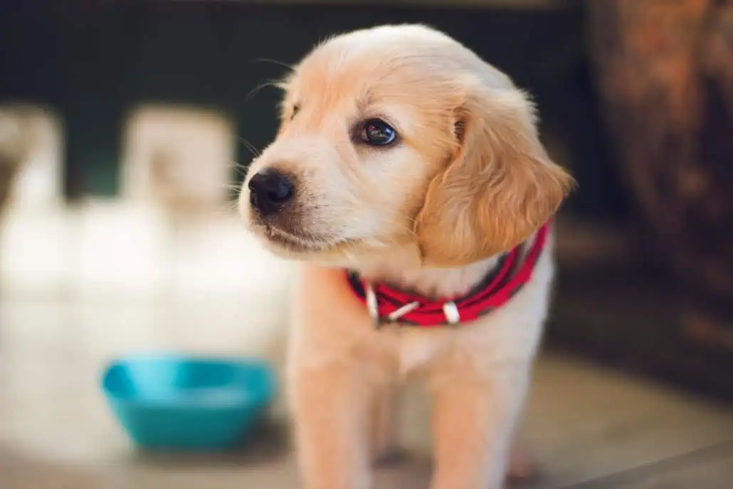 Can Pets Affect Anxiety and Depression? 2 Can Pets Affect Anxiety and Depression?