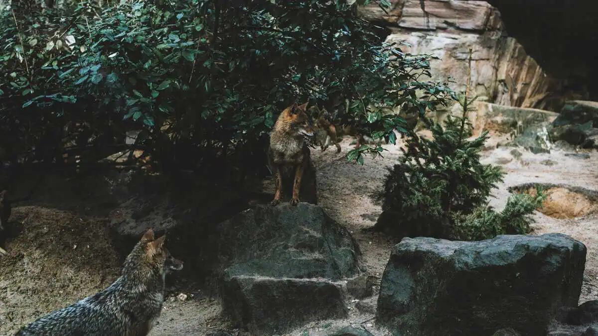 The Two Wolves
