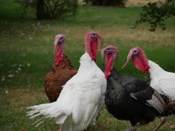 Four turkeys standing together on a grassy lawn