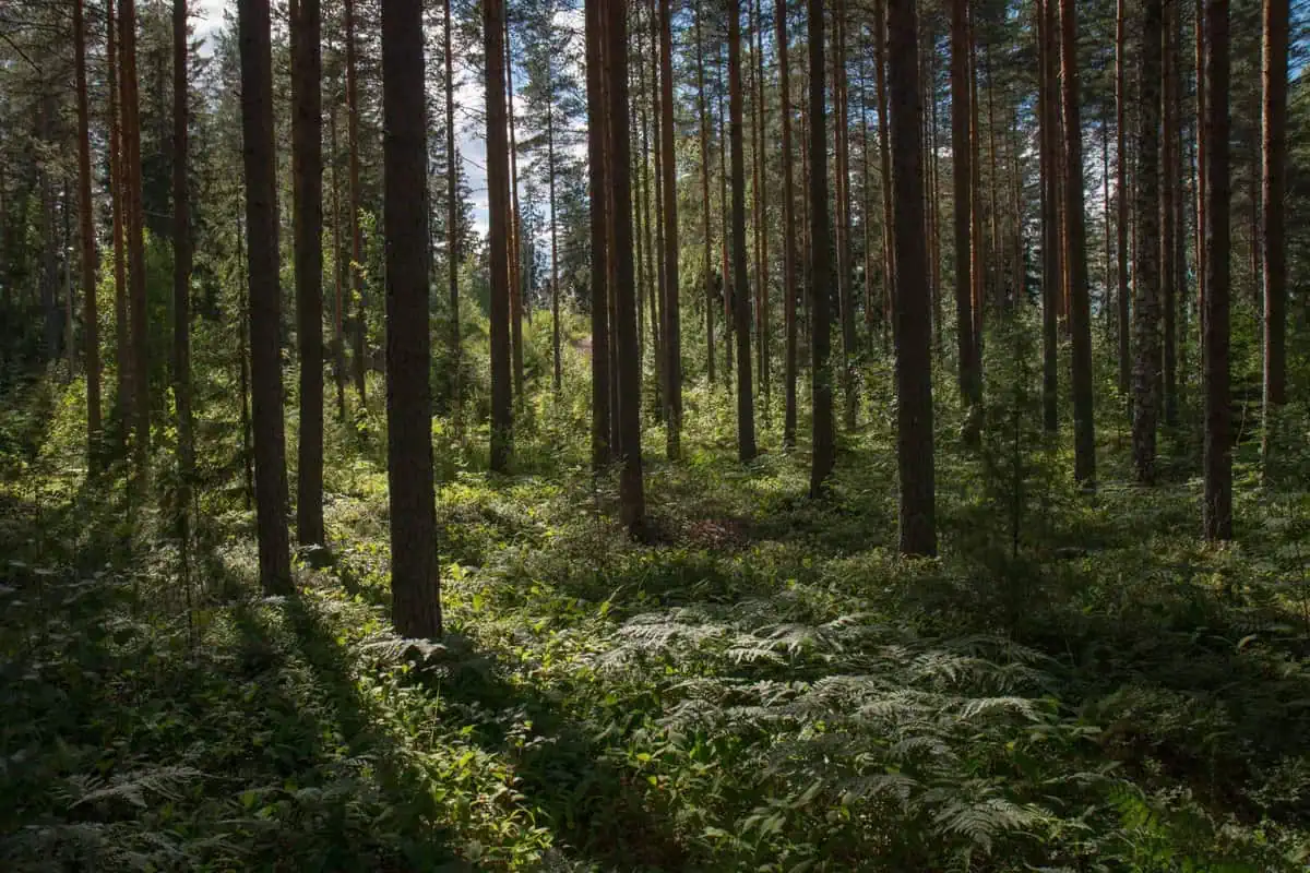 How Do You Take A Forest Bath?