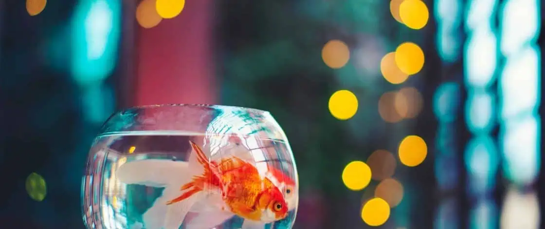 Coping with Isolation as a College Student