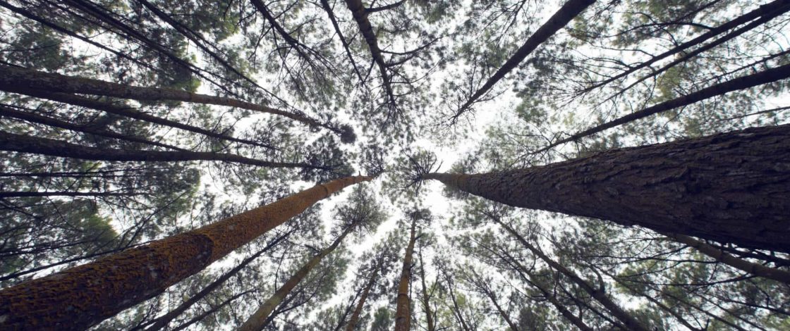 The Key to Social and Intellectual Growth