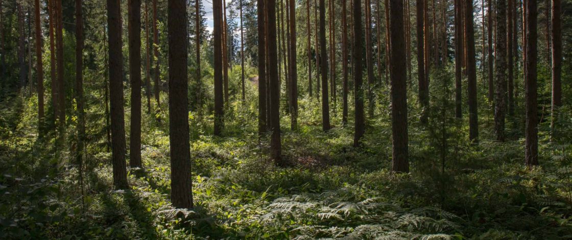 How Do You Take A Forest Bath?